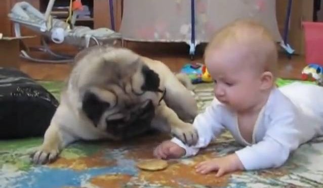 Tierno video de un perro y un bebé peleando por una galleta